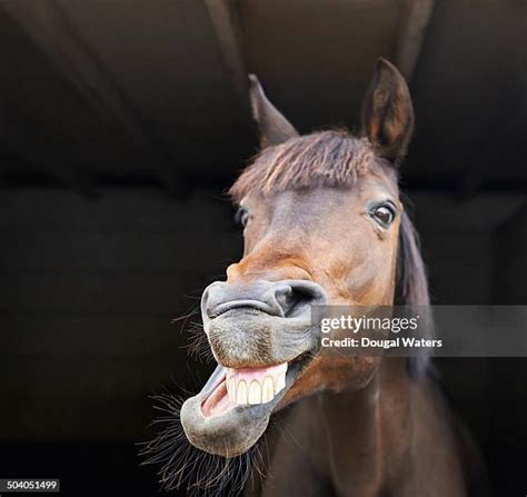 funny pics of horses|4,552 Funny Horses Stock Photos & High。